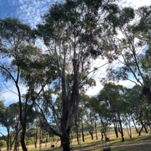 Eucalyptus sp. at National Arboretum Forests - 16 May 2024 03:37 PM