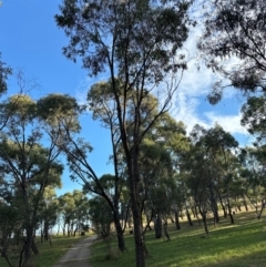 Eucalyptus bridgesiana at Yarralumla, ACT - 16 May 2024 03:41 PM