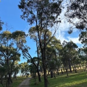 Eucalyptus bridgesiana at Yarralumla, ACT - 16 May 2024 03:41 PM