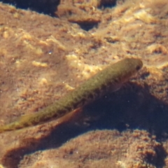 Galaxias olidus (Mountain Galaxias) at Kosciuszko National Park - 14 May 2024 by P52H