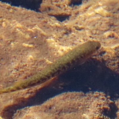 Galaxias olidus (Mountain Galaxias) at Kosciuszko National Park - 14 May 2024 by TCosta