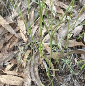 Wahlenbergia capillaris at Yarralumla, ACT - 16 May 2024 03:55 PM