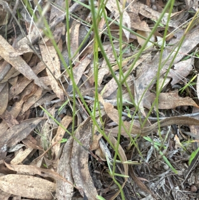 Wahlenbergia capillaris (Tufted Bluebell) at National Arboretum Forests - 16 May 2024 by lbradley