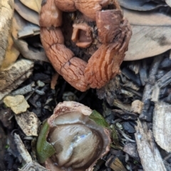 Geastrum sp. (Geastrum sp.) at Acton, ACT - 16 May 2024 by HelenCross