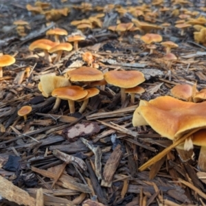 Gymnopilus sp. at ANBG - 16 May 2024 01:05 PM