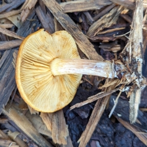 Gymnopilus sp. at ANBG - 16 May 2024 01:05 PM