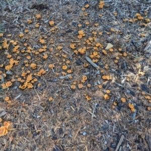 Gymnopilus sp. at ANBG - 16 May 2024 01:05 PM