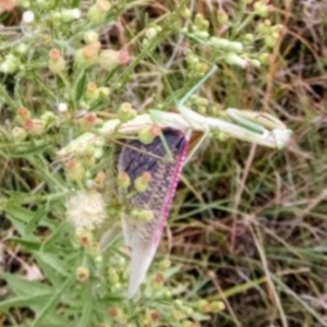 Tenodera australasiae at St Marks Grassland (SMN) - 7 Mar 2024 09:46 AM