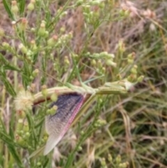 Tenodera australasiae at St Marks Grassland (SMN) - 7 Mar 2024 09:46 AM