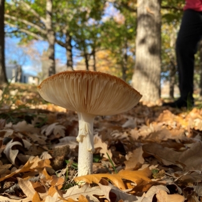 Amanita muscaria (Fly Agaric) at Yarralumla, ACT - 16 May 2024 by Jenjen