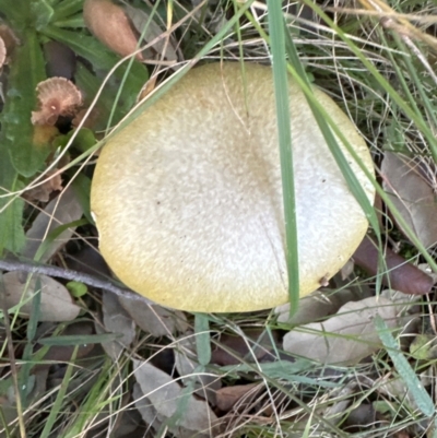 Amanita phalloides at Yarralumla, ACT - 16 May 2024 by lbradley