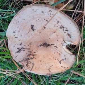 Lactarius deliciosus at Isaacs, ACT - 16 May 2024 04:40 PM