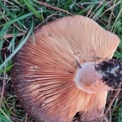 Lactarius deliciosus at Isaacs, ACT - 16 May 2024 04:40 PM