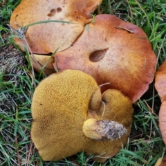 Suillus luteus at Isaacs, ACT - 16 May 2024 by Mike