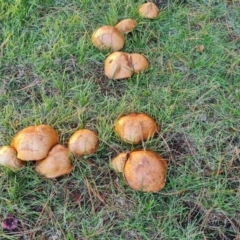 Suillus luteus at Isaacs Ridge and Nearby - 16 May 2024