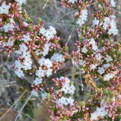 Leucopogon attenuatus (Small-leaved Beard Heath) at Farrer Ridge - 16 May 2024 by Mike