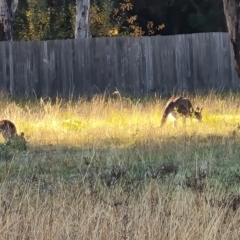 Macropus giganteus (Eastern Grey Kangaroo) at Throsby, ACT - 16 May 2024 by Mike