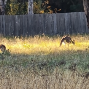 Macropus giganteus at Farrer Ridge - 16 May 2024 04:05 PM