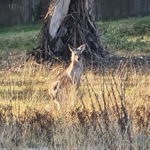 Macropus giganteus at Farrer Ridge - 16 May 2024 04:05 PM