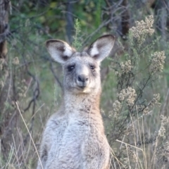 Macropus giganteus at Farrer Ridge - 16 May 2024