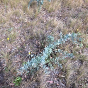 Acacia baileyana at Mount Majura - 16 May 2024 01:50 PM