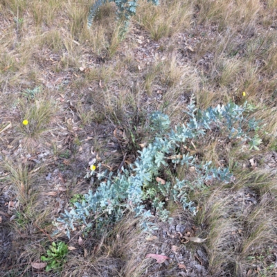 Acacia baileyana (Cootamundra Wattle, Golden Mimosa) at Mount Majura - 16 May 2024 by abread111