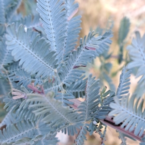 Acacia baileyana at Mount Majura - 16 May 2024 01:50 PM