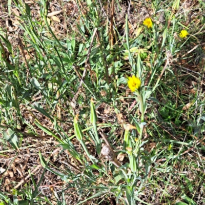 Tragopogon dubius (Goatsbeard) at Hackett, ACT - 16 May 2024 by abread111