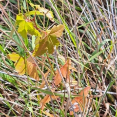 Acer sp. (genus) (A maple) at Mount Majura - 16 May 2024 by abread111