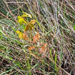 Acer sp. (genus) at Mount Majura - 16 May 2024