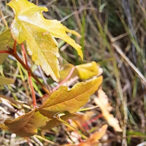 Acer sp. (genus) at Mount Majura - 16 May 2024