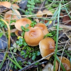 Marasmius elegans (Velvet Parachute) at Captains Flat, NSW - 16 May 2024 by Csteele4