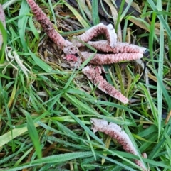 Clathrus archeri (Seastar Stinkhorn) at Captains Flat, NSW - 16 May 2024 by Csteele4