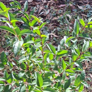 Ligustrum lucidum at Mount Majura - 16 May 2024 02:08 PM