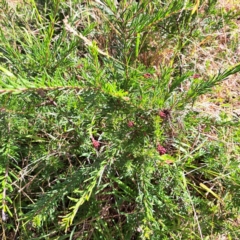 Grevillea (genus) (Grevillea) at Mount Majura - 16 May 2024 by abread111