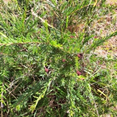 Grevillea sp. (Grevillea) at Mount Majura - 16 May 2024 by abread111