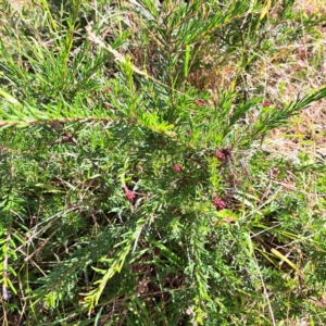 Grevillea sp. at Mount Majura - 16 May 2024 02:24 PM