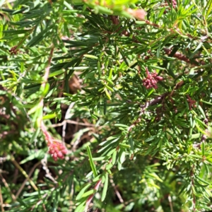 Grevillea sp. at Mount Majura - 16 May 2024