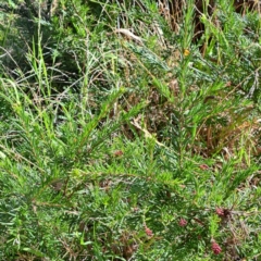 Grevillea sp. at Mount Majura - 16 May 2024 02:24 PM