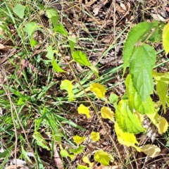 Celtis australis at Mount Majura - 16 May 2024 02:25 PM