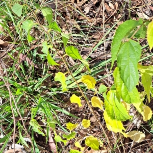 Celtis australis at Mount Majura - 16 May 2024 02:25 PM