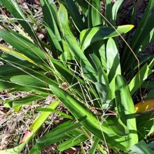 Agapanthus praecox subsp. orientalis at Mount Majura - 16 May 2024