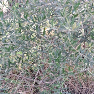 Olea europaea subsp. cuspidata at Mount Majura - 16 May 2024 02:26 PM