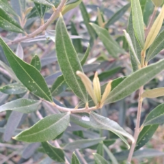 Olea europaea subsp. cuspidata at Mount Majura - 16 May 2024