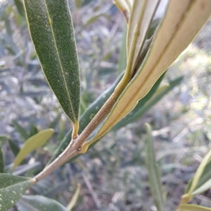 Olea europaea subsp. cuspidata at Mount Majura - 16 May 2024 02:26 PM