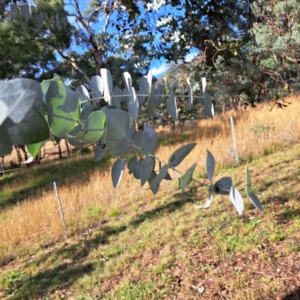 Eucalyptus cinerea at Mount Majura - 16 May 2024