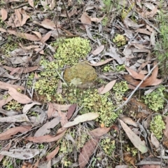 Cladia muelleri at The Pinnacle - 12 May 2024 02:46 PM