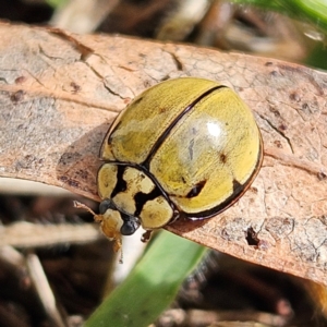 Harmonia testudinaria at QPRC LGA - 16 May 2024 10:41 AM