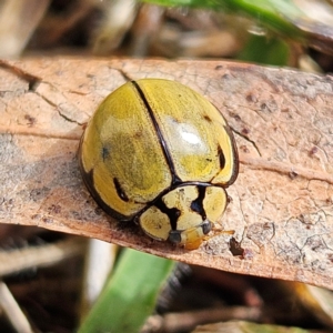 Harmonia testudinaria at QPRC LGA - 16 May 2024 10:41 AM