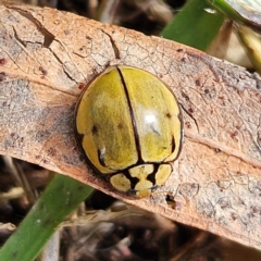 Harmonia testudinaria at QPRC LGA - 16 May 2024